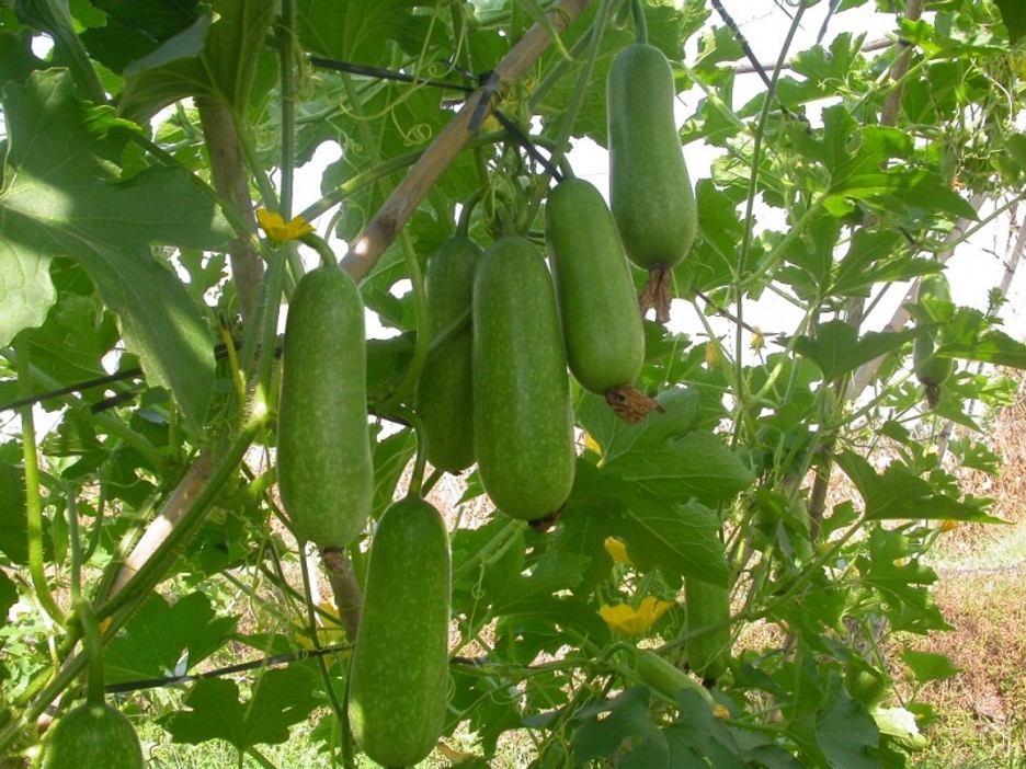 Hạt giống bí đao chanh 1 bí đao chanh