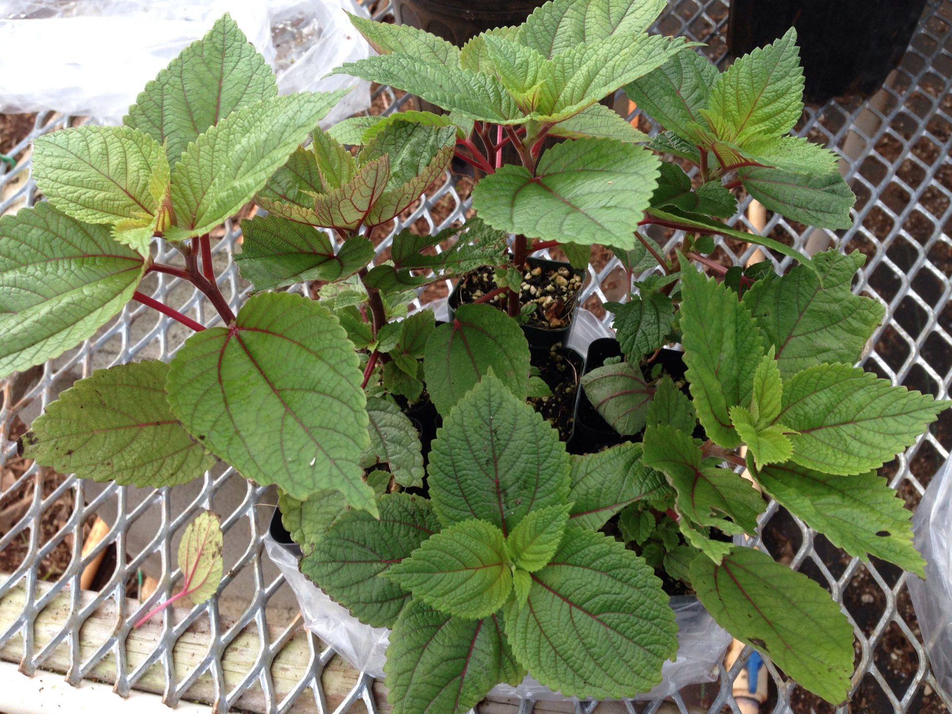 Hạt giống tía tô 1 Tía tô