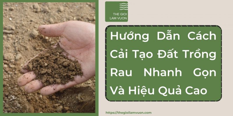 Hướng dẫn cách cải tạo đất trồng rau nhanh gọn và hiệu quả cao 22 Hướng Dẫn Cách Cải Tạo Đất Trồng Rau Nhanh Gọn Và Hiệu Quả Cao