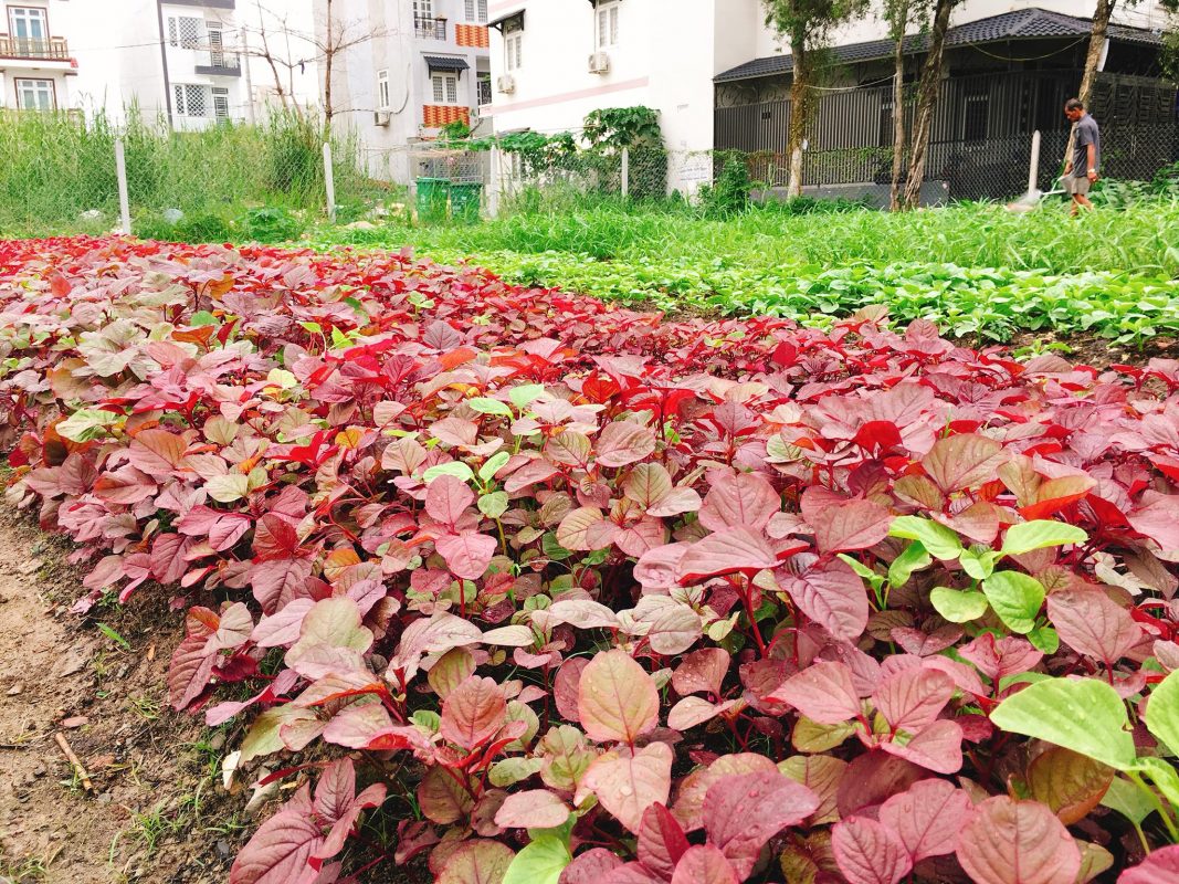 cach-gieo-hat-giong-rau-den-do