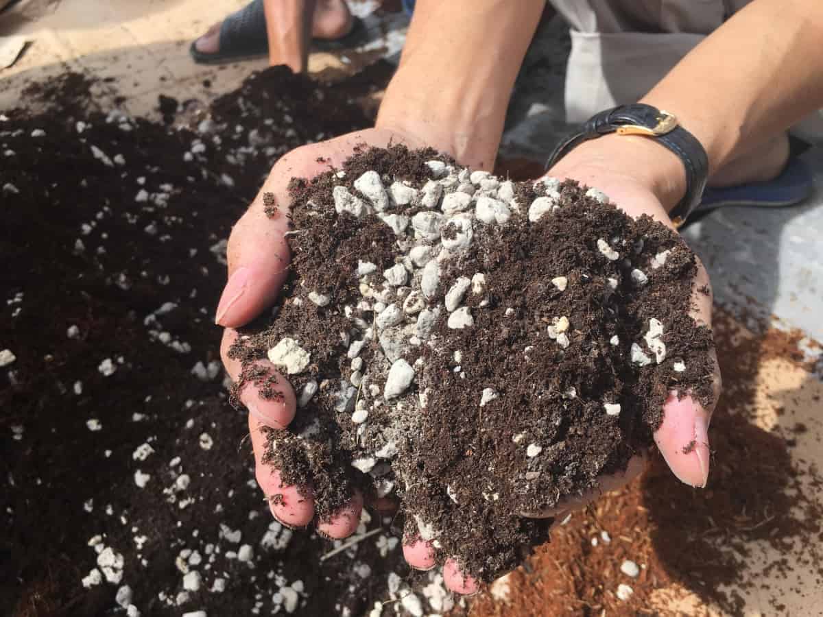 Hướng Dẫn Cách Làm Đất Trồng Rau Tại Nhà