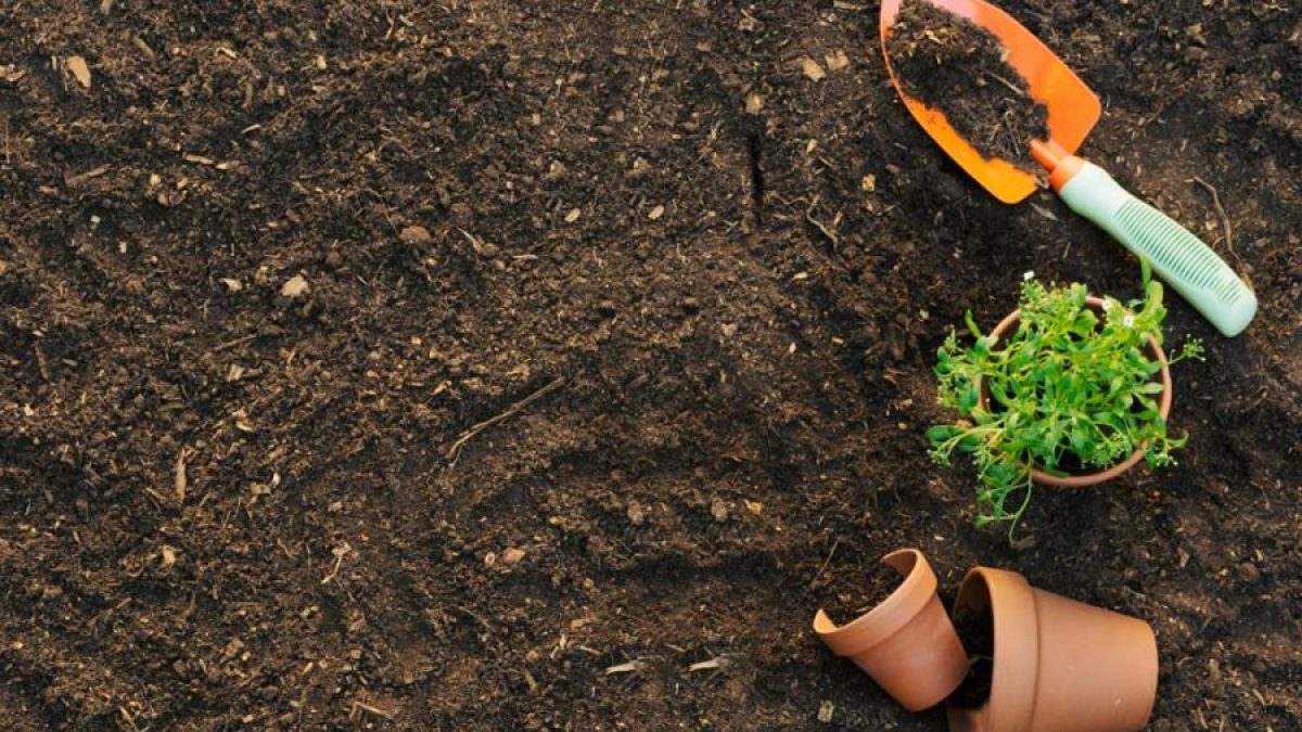 Hướng Dẫn Cách Làm Đất Trồng Rau Tại Nhà