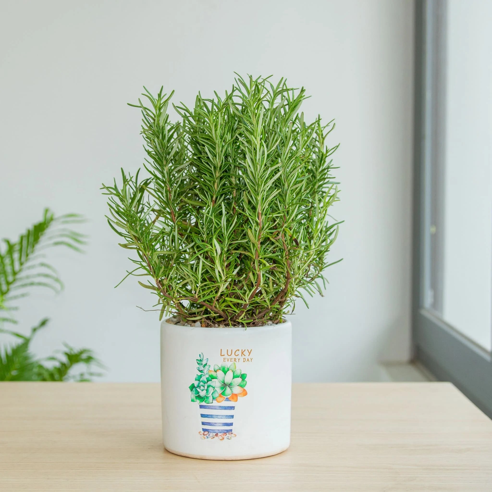 Bỏ túi ngay 2 cách trồng cây hương thảo tại nhà đơn giản 5 Bỏ Túi Ngay 2 Cách Trồng Cây Hương Thảo Tại Nhà Đơn Giản