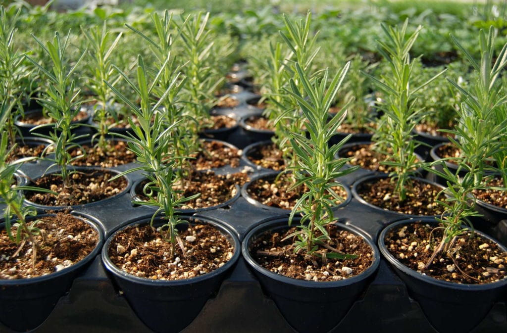 Bỏ túi ngay 2 cách trồng cây hương thảo tại nhà đơn giản 7 Bỏ Túi Ngay 2 Cách Trồng Cây Hương Thảo Tại Nhà Đơn Giản