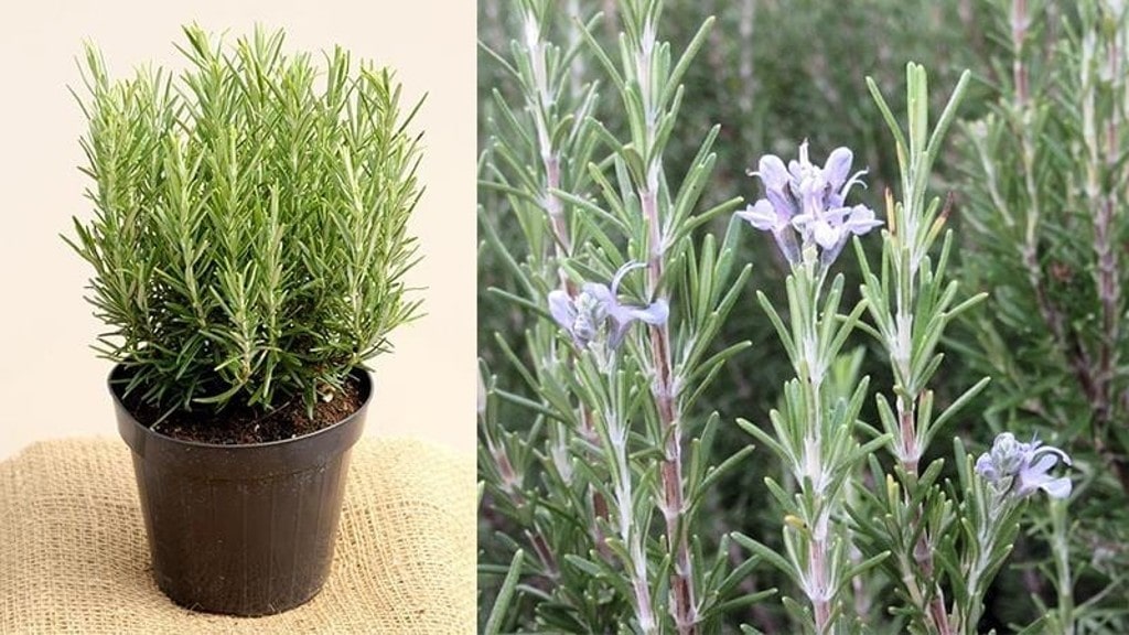 Bỏ túi ngay 2 cách trồng cây hương thảo tại nhà đơn giản 8 Bỏ Túi Ngay 2 Cách Trồng Cây Hương Thảo Tại Nhà Đơn Giản