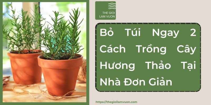 Bỏ túi ngay 2 cách trồng cây hương thảo tại nhà đơn giản 39 Bỏ Túi Ngay 2 Cách Trồng Cây Hương Thảo Tại Nhà Đơn Giản