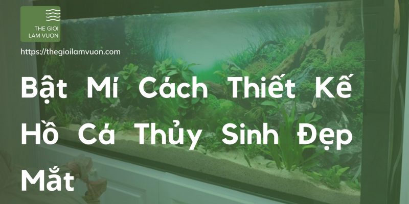 Bật mí cách thiết kế hồ cá thủy sinh đẹp mắt 47 Bật Mí Cách Thiết Kế Hồ Cá Thủy Sinh Đẹp Mắt