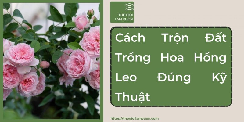 Cách trộn đất trồng hoa hồng leo đúng kỹ thuật 21 Cách Trộn Đất Trồng Hoa Hồng Leo Đúng Kỹ Thuật