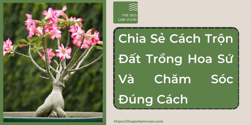 Chia sẻ cách trộn đất trồng hoa sứ và chăm sóc đúng cách 39 Chia Sẻ Cách Trộn Đất Trồng Hoa Sứ Và Chăm Sóc Đúng Cách
