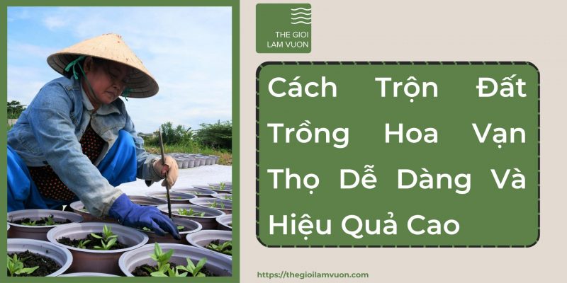 Cách trộn đất trồng hoa vạn thọ dễ dàng và mang đến hiệu quả cao cho hoa 56 Cách Trộn Đất Trồng Hoa Vạn Thọ Dễ Dàng Và Mang Đến Hiệu Quả Cao Cho Hoa
