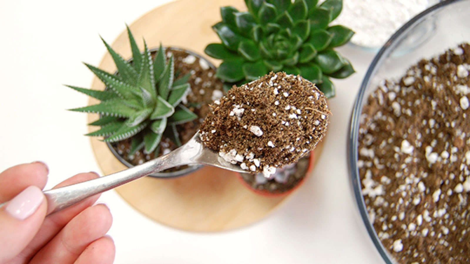 Hướng Dẫn Cách Trộn Đất Trồng Sen Đá Tơi Xốp, Không Úng Nước