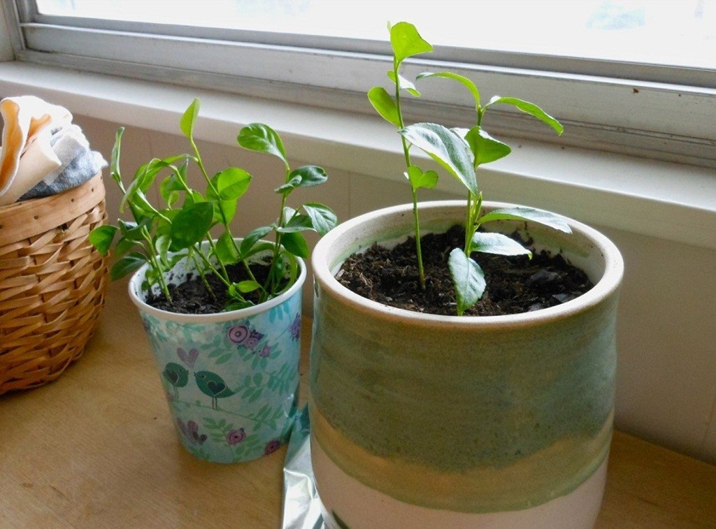 Hướng Dẫn Cách Trồng Cây Chanh Nhanh Lớn Tại Nhà