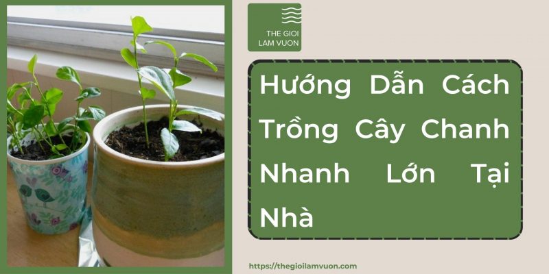 Hướng dẫn cách trồng cây chanh nhanh lớn tại nhà 31 Hướng Dẫn Cách Trồng Cây Chanh Nhanh Lớn Tại Nhà