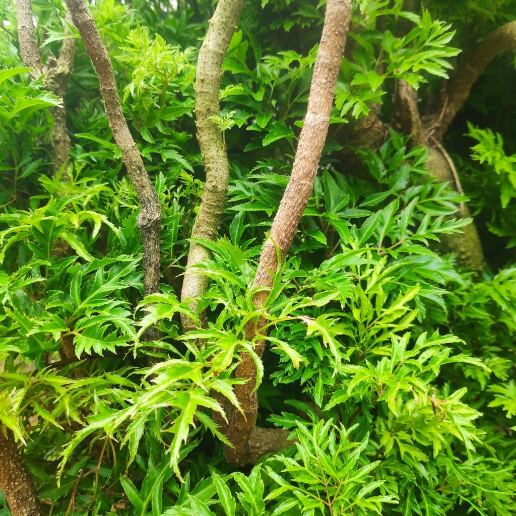 Hướng dẫn cách trồng cây đinh lăng cho người mới bắt đầu 8 Hướng Dẫn Cách Trồng Cây Đinh Lăng Cho Người Mới Bắt Đầu