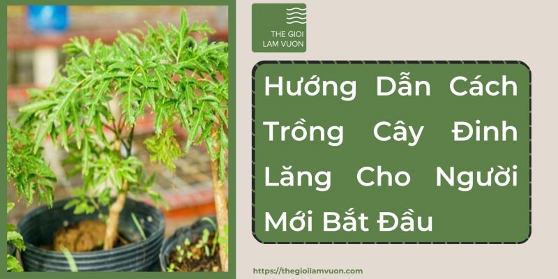 Hướng dẫn cách trồng cây đinh lăng cho người mới bắt đầu 26 Hướng Dẫn Cách Trồng Cây Đinh Lăng Cho Người Mới Bắt Đầu