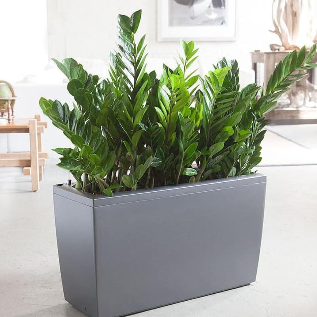 Hướng dẫn chi tiết cách trồng cây kim tiền và những lợi ích của cây 6 Hướng Dẫn Chi Tiết Cách Trồng Cây Kim Tiền Và Những Lợi Ích Của Cây