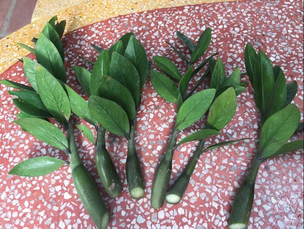 Hướng dẫn chi tiết cách trồng cây kim tiền và những lợi ích của cây 7 Hướng Dẫn Chi Tiết Cách Trồng Cây Kim Tiền Và Những Lợi Ích Của Cây