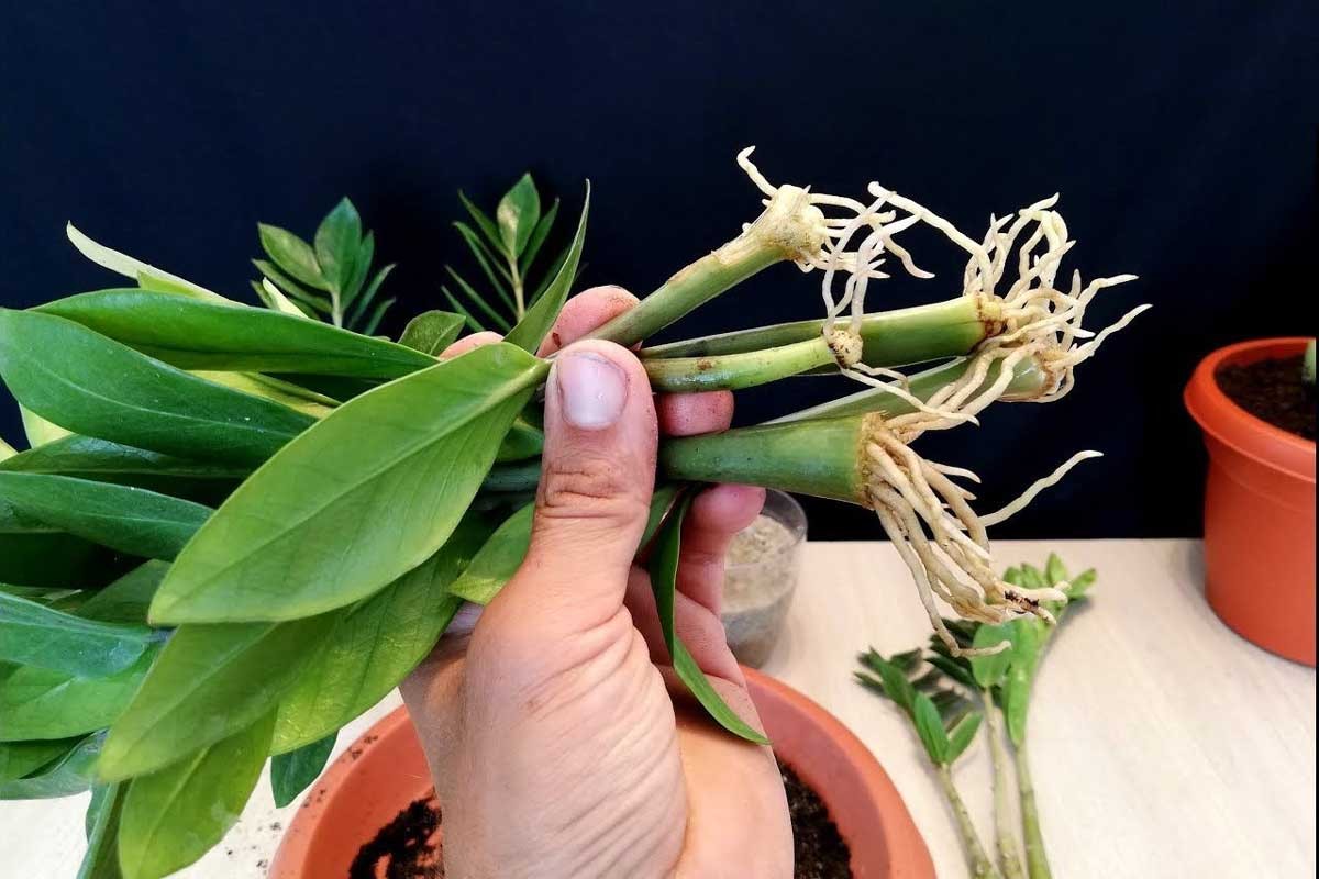 Hướng dẫn chi tiết cách trồng cây kim tiền và những lợi ích của cây 8 Hướng Dẫn Chi Tiết Cách Trồng Cây Kim Tiền Và Những Lợi Ích Của Cây