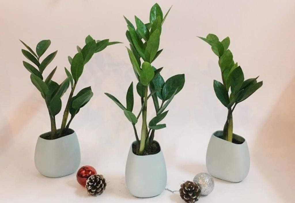 Hướng dẫn chi tiết cách trồng cây kim tiền và những lợi ích của cây 9 Hướng Dẫn Chi Tiết Cách Trồng Cây Kim Tiền Và Những Lợi Ích Của Cây