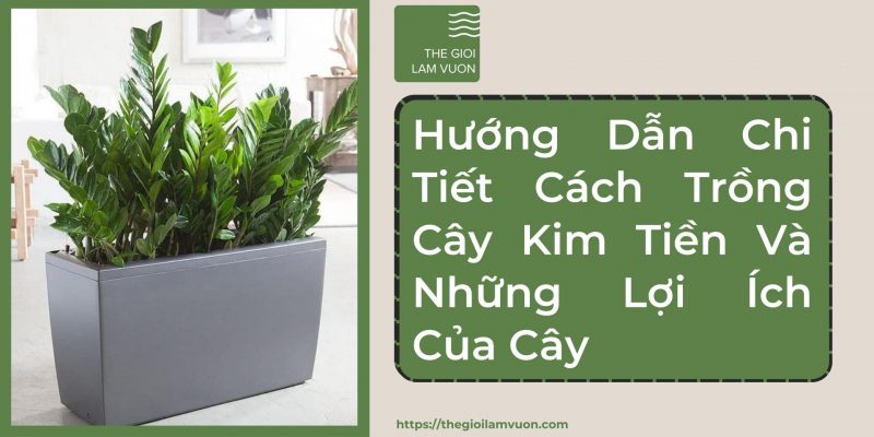 Hướng dẫn chi tiết cách trồng cây kim tiền và những lợi ích của cây 63 Hướng Dẫn Chi Tiết Cách Trồng Cây Kim Tiền Và Những Lợi Ích Của Cây