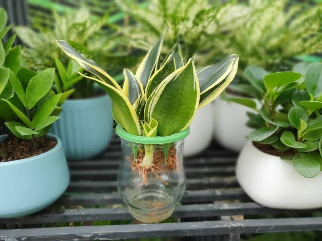 Cách Trồng Cây Lưỡi Hổ Đúng Kỹ Thuật Tại Nhà