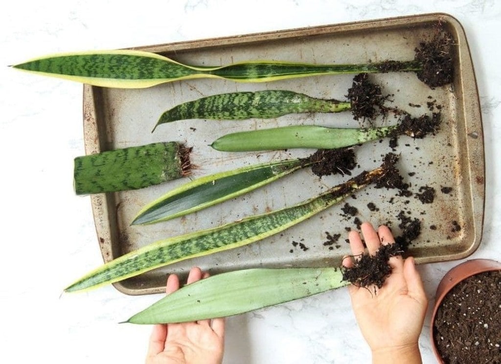 Cách Trồng Cây Lưỡi Hổ Đúng Kỹ Thuật Tại Nhà