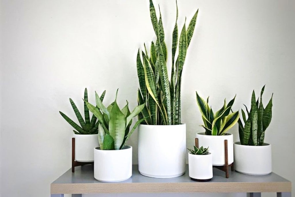 Cách Trồng Cây Lưỡi Hổ Đúng Kỹ Thuật Tại Nhà