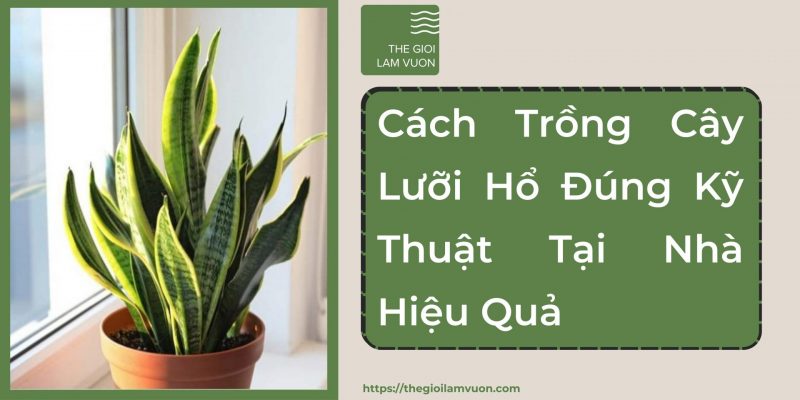 Cách trồng cây lưỡi hổ đúng kỹ thuật tại nhà 34 Cách Trồng Cây Lưỡi Hổ Đúng Kỹ Thuật Tại Nhà
