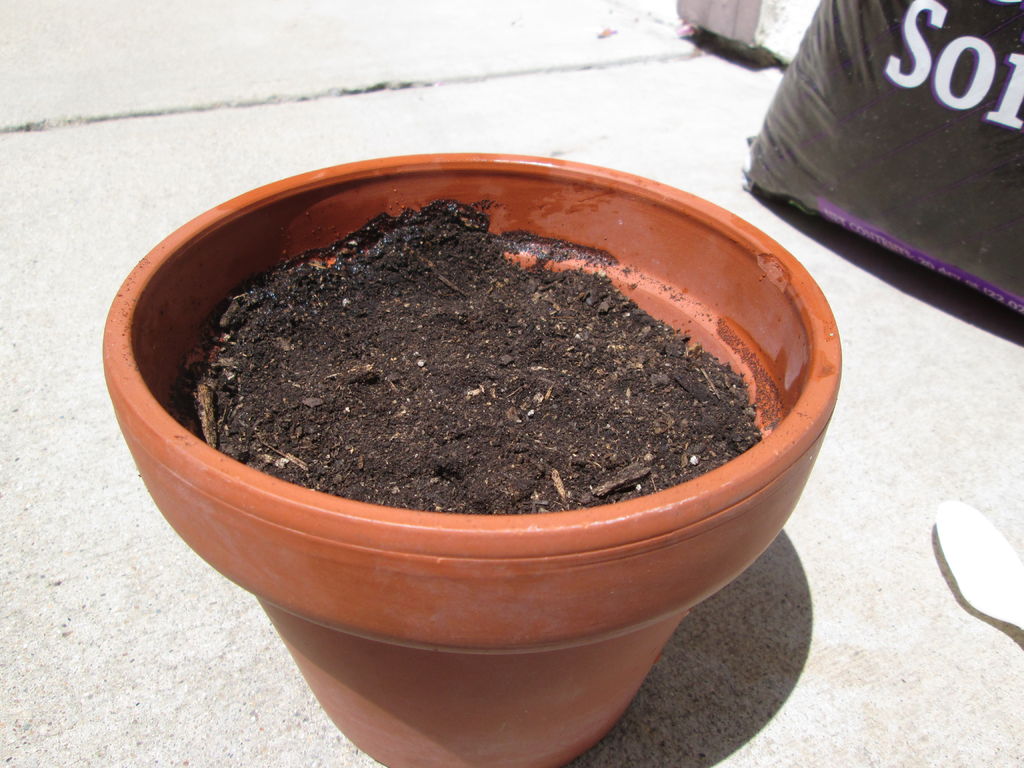 Cách Trồng Cây Nha Đam Và Cách Chăm Sóc Cây Nha Đam Đơn Giản