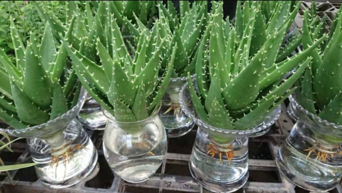 Cách Trồng Cây Nha Đam Và Cách Chăm Sóc Cây Nha Đam Đơn Giản