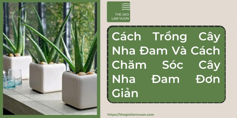 Cách trồng cây nha đam và cách chăm sóc cây nha đam đơn giản 22 Cách Trồng Cây Nha Đam Và Cách Chăm Sóc Cây Nha Đam Đơn Giản
