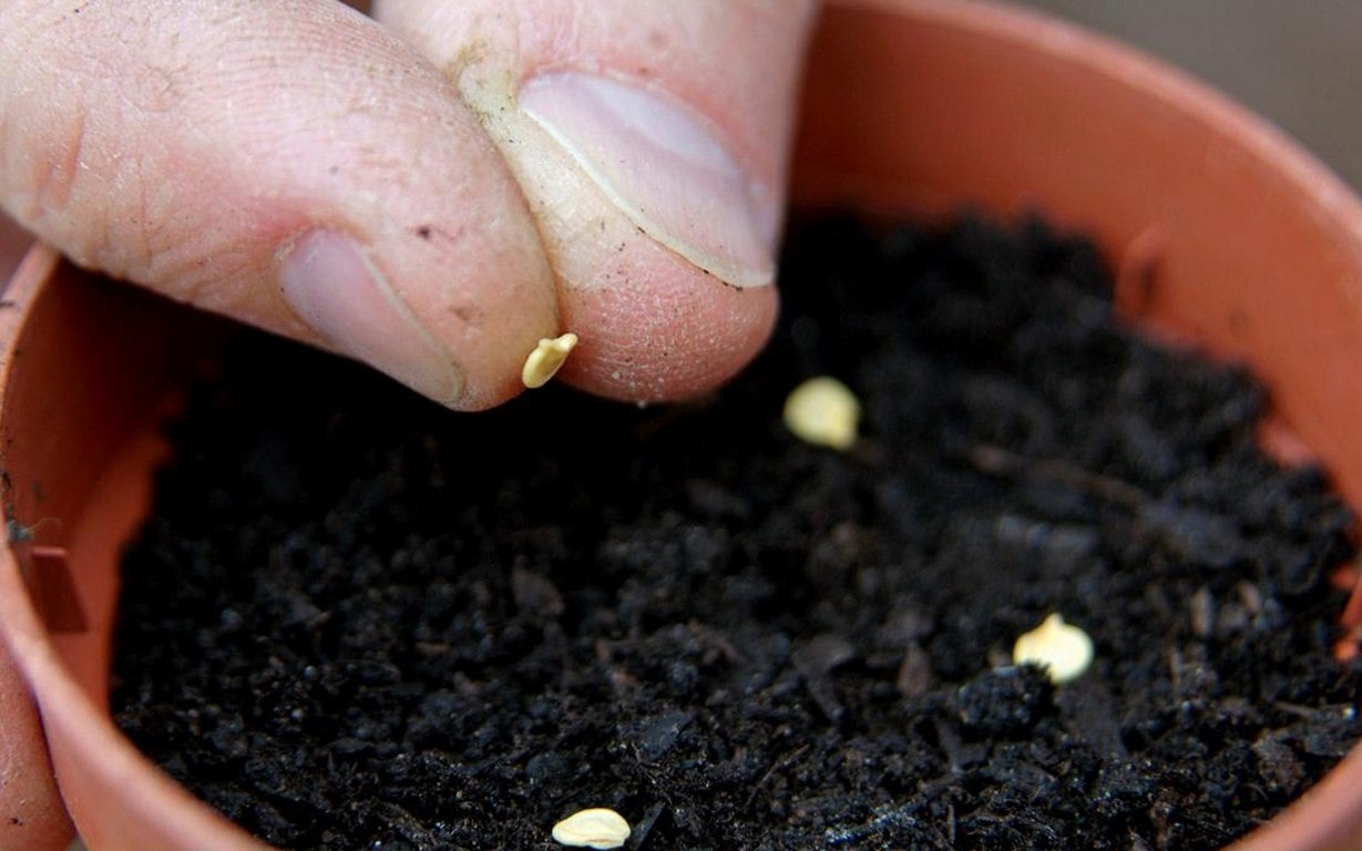 Cách Trồng Cây Ớt Đúng Chuẩn Và Những Yếu Tố Chăm Sóc Giúp Cây Sai Trái