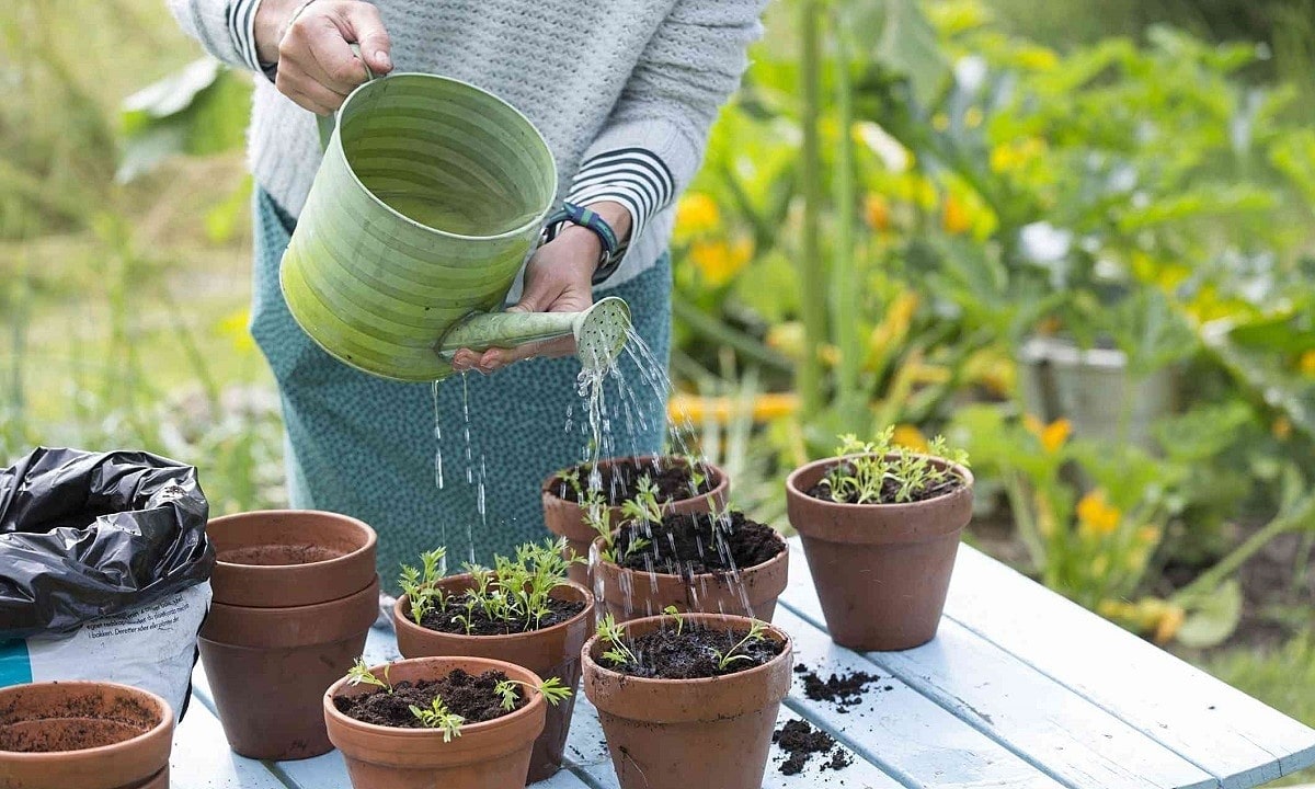 Cách Trồng Cây Ớt Đúng Chuẩn Và Những Yếu Tố Chăm Sóc Giúp Cây Sai Trái