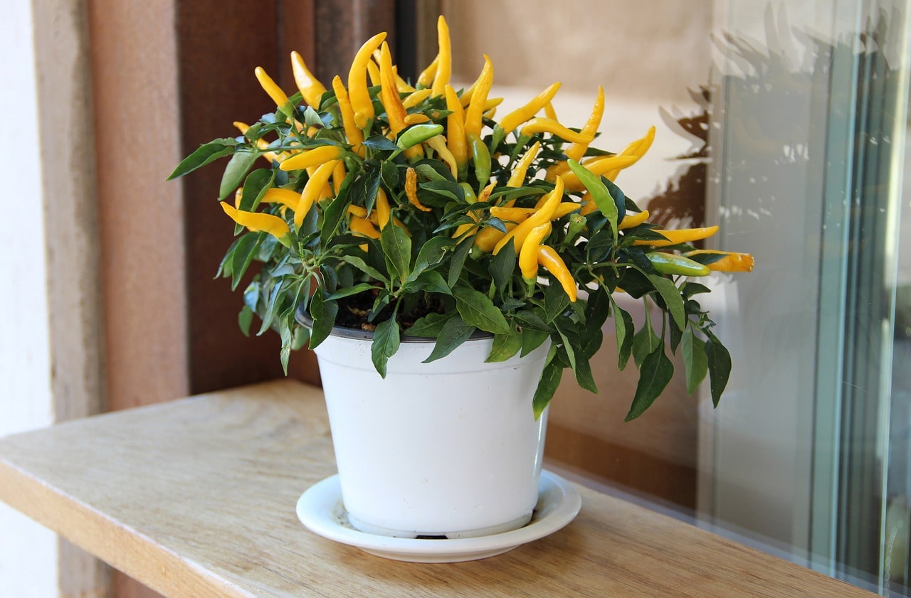 Cách Trồng Cây Ớt Đúng Chuẩn Và Những Yếu Tố Chăm Sóc Giúp Cây Sai Trái