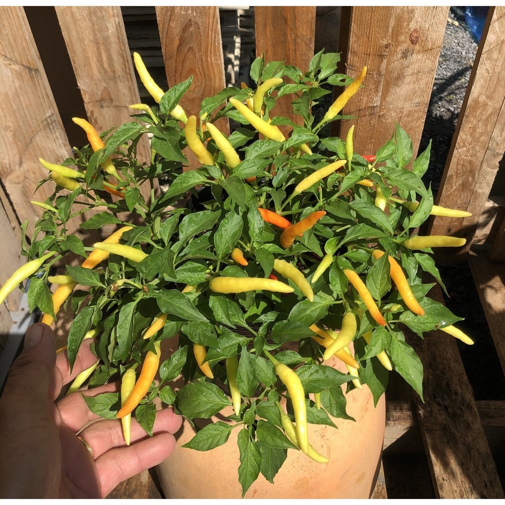 Cách Trồng Cây Ớt Đúng Chuẩn Và Những Yếu Tố Chăm Sóc Giúp Cây Sai Trái