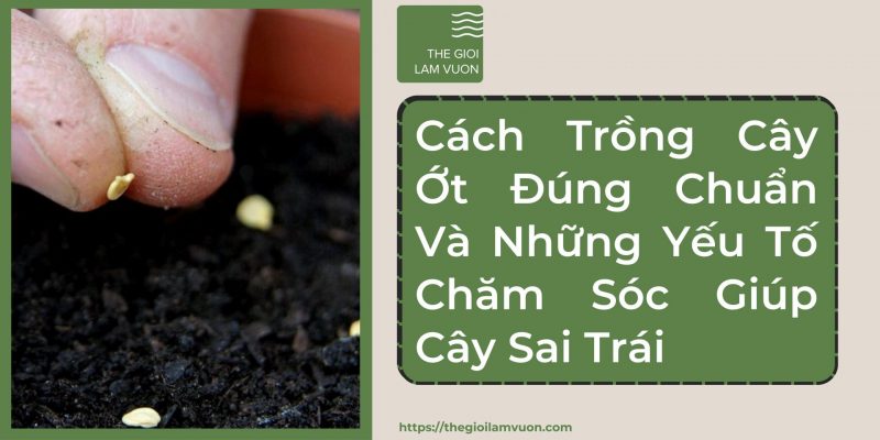 Cách trồng cây ớt đúng chuẩn và những yếu tố chăm sóc giúp cây sai trái 49 Cách Trồng Cây Ớt Đúng Chuẩn Và Những Yếu Tố Chăm Sóc Giúp Cây Sai Trái