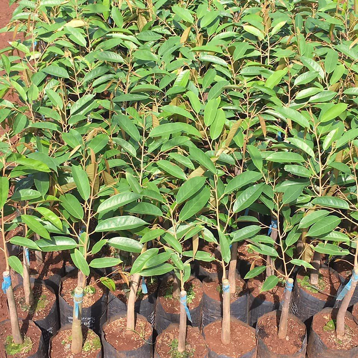 Hướng dẫn cách trồng cây sầu riêng và cách chăm sóc cây sầu riêng non 8 Hướng Dẫn Cách Trồng Cây Sầu Riêng Và Cách Chăm Sóc Cây Sầu Riêng Non