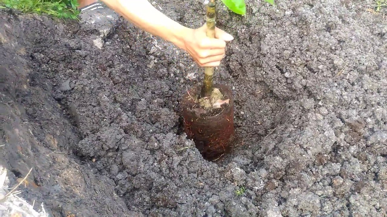 Hướng dẫn cách trồng cây sầu riêng và cách chăm sóc cây sầu riêng non 10 Hướng Dẫn Cách Trồng Cây Sầu Riêng Và Cách Chăm Sóc Cây Sầu Riêng Non