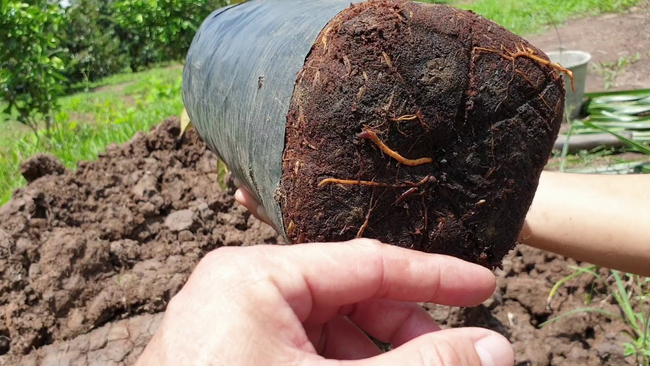 Hướng dẫn cách trồng cây sầu riêng và cách chăm sóc cây sầu riêng non 11 Hướng Dẫn Cách Trồng Cây Sầu Riêng Và Cách Chăm Sóc Cây Sầu Riêng Non