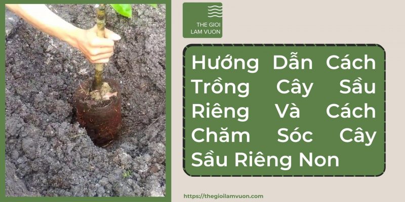 Hướng dẫn cách trồng cây sầu riêng và cách chăm sóc cây sầu riêng non 49 Hướng Dẫn Cách Trồng Cây Sầu Riêng Và Cách Chăm Sóc Cây Sầu Riêng Non