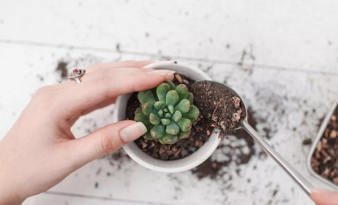 Bật Mí Cách Trồng Cây Sen Đá Từ Lá Và Hạt Tại Nhà