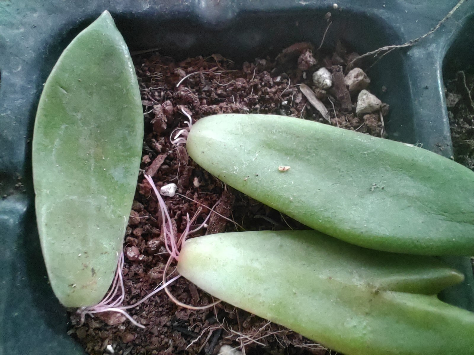 Bật Mí Cách Trồng Cây Sen Đá Từ Lá Và Hạt Tại Nhà