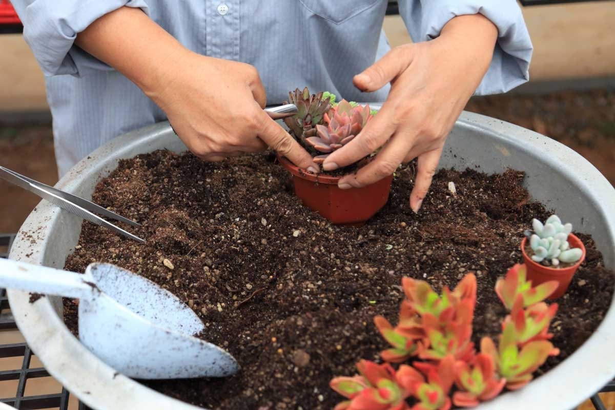 Bật Mí Cách Trồng Cây Sen Đá Từ Lá Và Hạt Tại Nhà