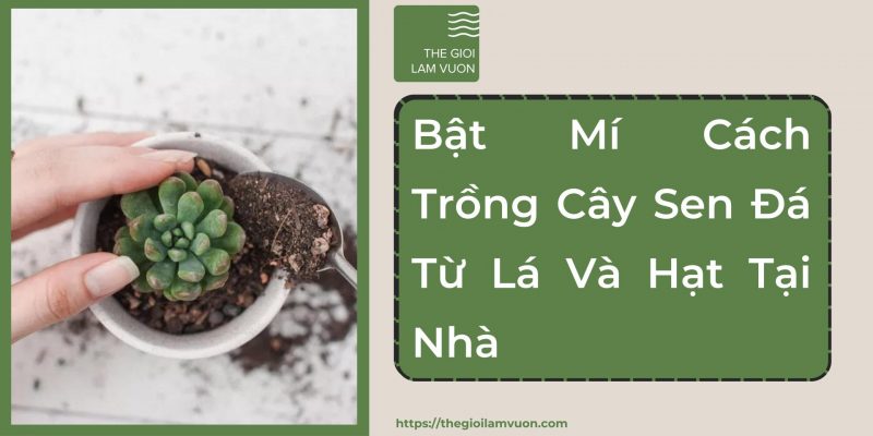 Bật mí cách trồng cây sen đá từ lá và hạt tại nhà 46 Bật Mí Cách Trồng Cây Sen Đá Từ Lá Và Hạt Tại Nhà