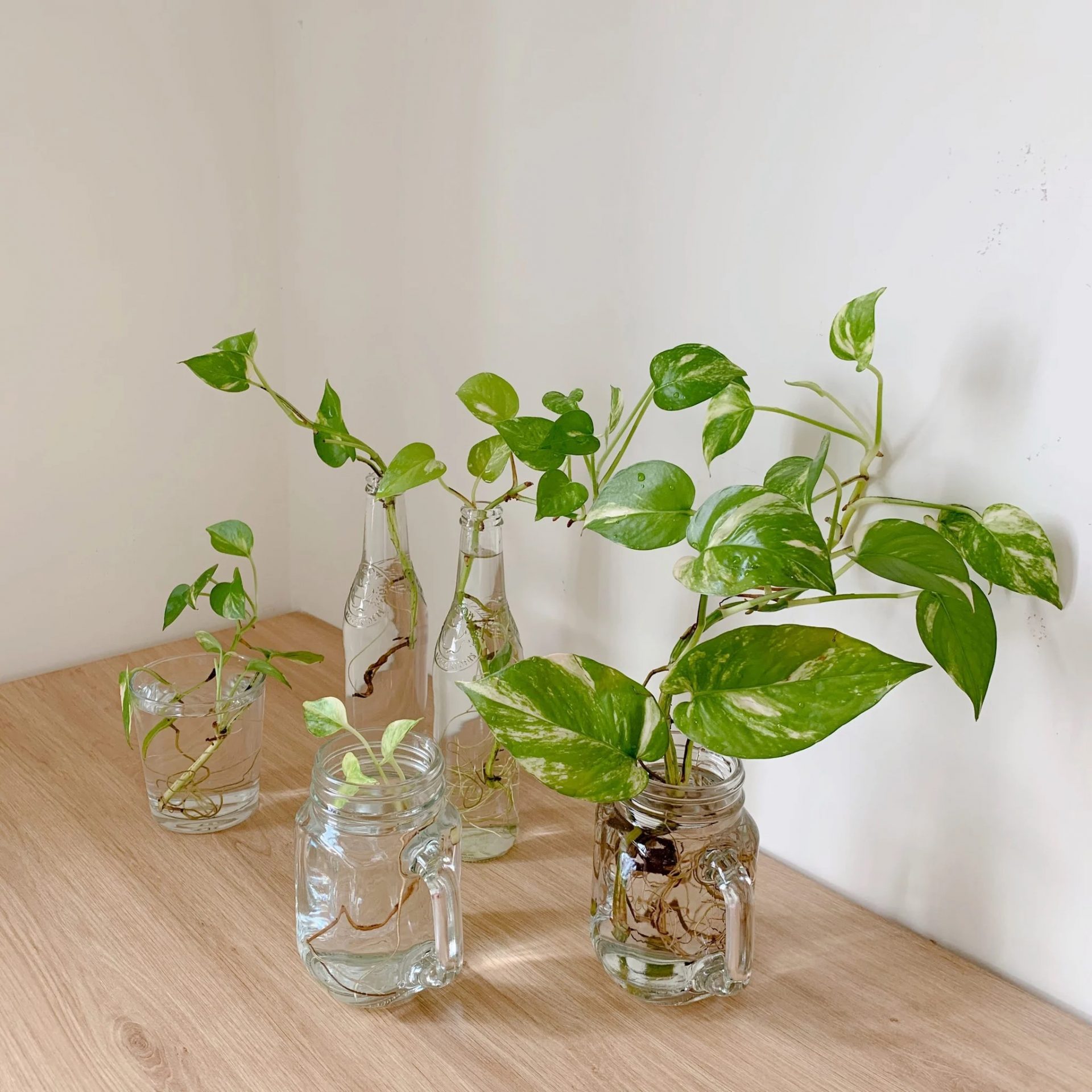 Cách trồng cây trầu bà và chăm sóc cây trầu bà tại nhà đơn giản 7 Cách Trồng Cây Trầu Bà Và Chăm Sóc Cây Trầu Bà Tại Nhà