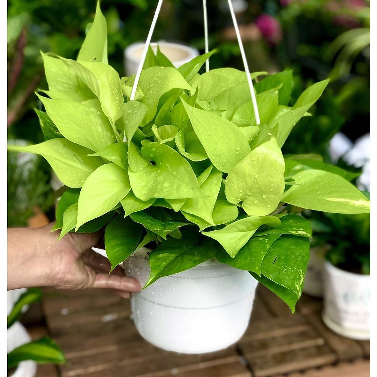 Cách trồng cây trầu bà và chăm sóc cây trầu bà tại nhà đơn giản 8 Cách Trồng Cây Trầu Bà Và Chăm Sóc Cây Trầu Bà Tại Nhà