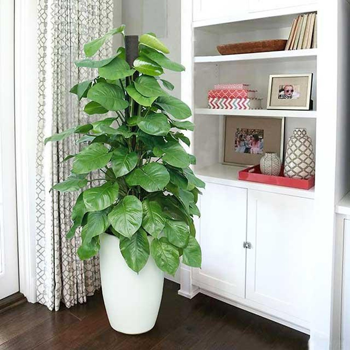 Cách trồng cây trầu bà và chăm sóc cây trầu bà tại nhà đơn giản 9 Cách Trồng Cây Trầu Bà Và Chăm Sóc Cây Trầu Bà Tại Nhà