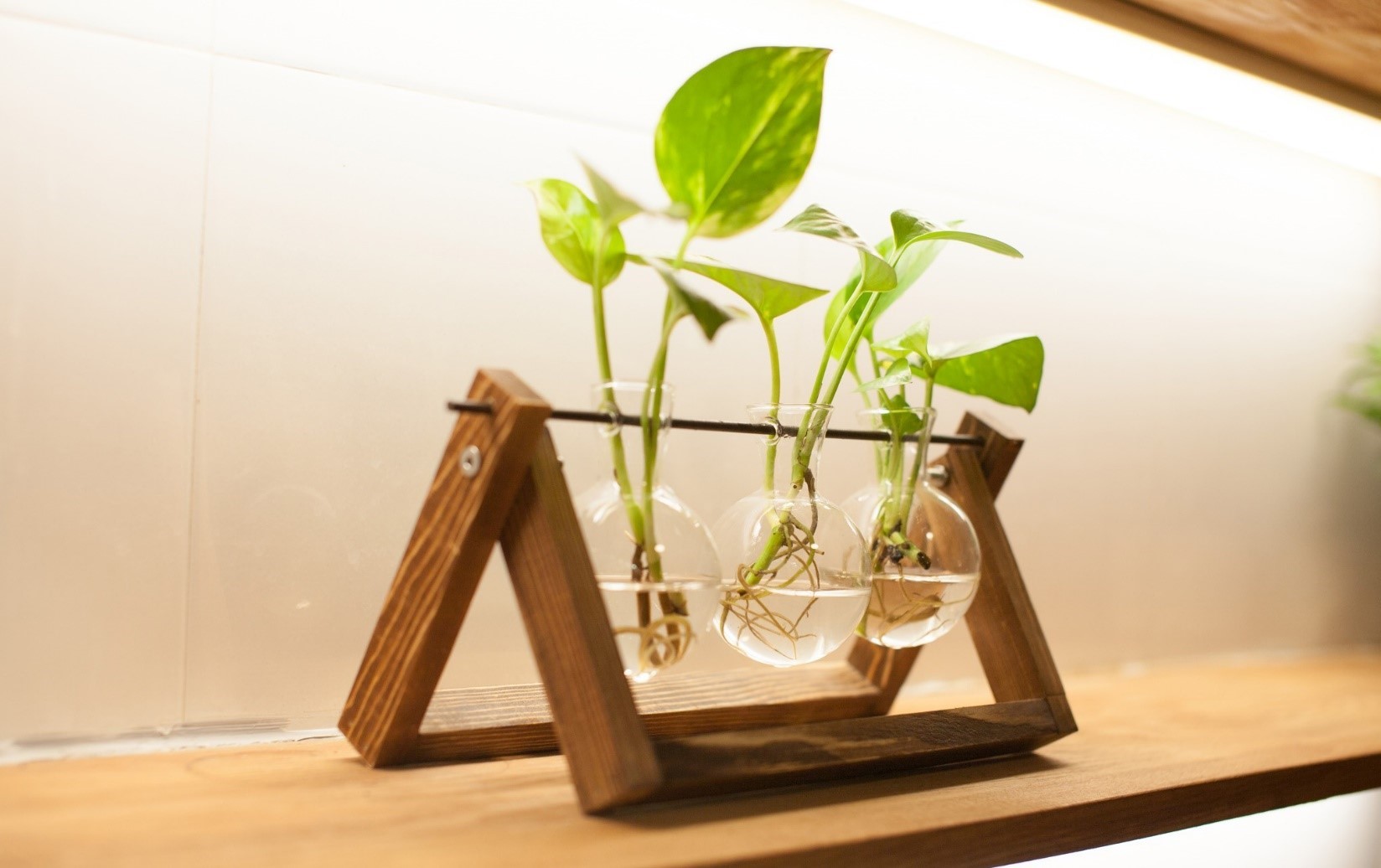 Cách trồng cây trầu bà và chăm sóc cây trầu bà tại nhà đơn giản 10 Cách Trồng Cây Trầu Bà Và Chăm Sóc Cây Trầu Bà Tại Nhà