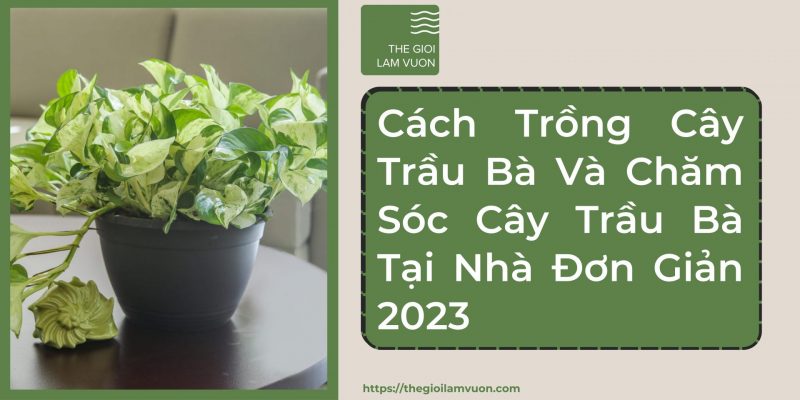 Cách trồng cây trầu bà và chăm sóc cây trầu bà tại nhà đơn giản 43 Cách Trồng Cây Trầu Bà Và Chăm Sóc Cây Trầu Bà Tại Nhà