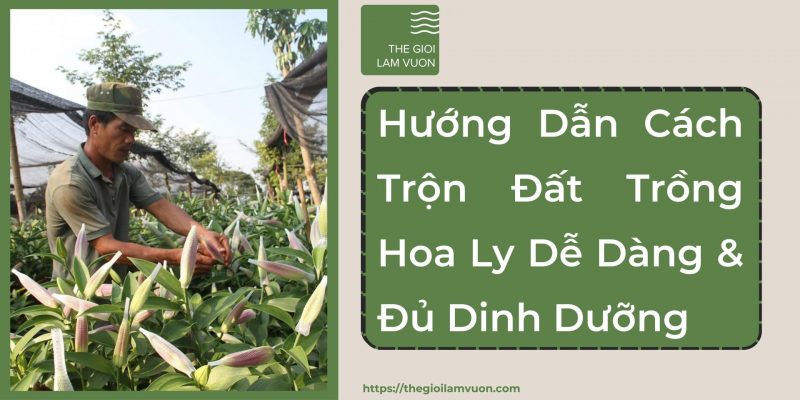 Hướng dẫn cách trộn đất trồng hoa ly dễ dàng và đầy đủ chất dinh dưỡng 55 Hướng Dẫn Cách Trộn Đất Trồng Hoa Ly Dễ Dàng Và Đầy Đủ Chất Dinh Dưỡng
